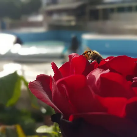 Tu Casa Gelidonya 4* Кемер